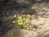 Wyperfeld Senecio lautis sunsp. dissectifolis