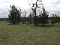Wyperfeld cypris pines
