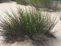 Firebreak Tk, unknown species 8  Firebreak Track (Plant not known)