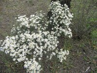 Mallee daisy Oleariapineleoides