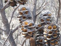 v burnt mallee banksia seeds