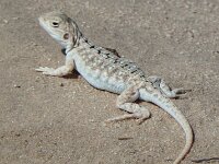 Jacky Lizard or Tree Dragon