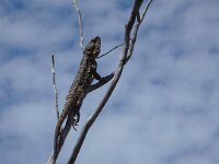 Tree Dragon