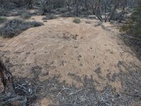 Mallee Fowl Nest