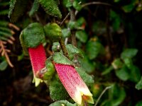 Correa : 2018, Gippsland South, Wilsons Promontory