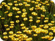 Hoary Sunray