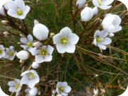 Mountain Gentians