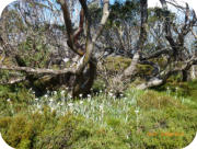 Snow Daisies