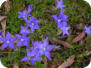 Alpine Bluebells