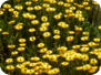 Hoary Sunray