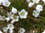 Mountain Gentians