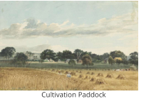 Cultivation Paddock