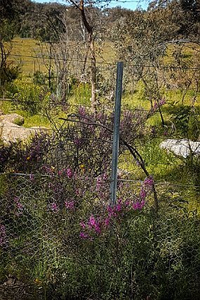 Calytrix