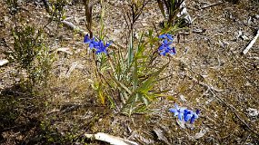 Nodding Blue Lilies