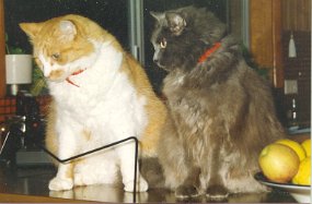 Scraggy & Ginger
