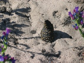 IMG_0040