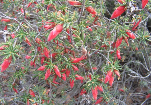 Pirtendi